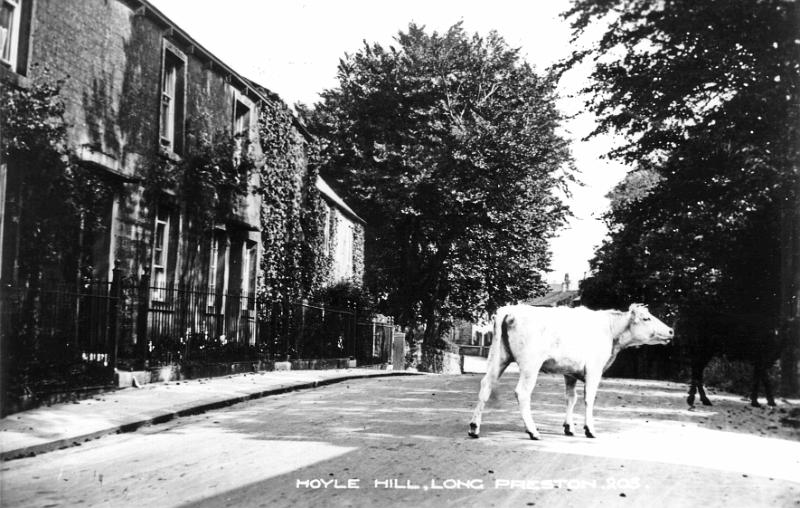 Hoyle Hill.JPG - Cattle on Main Street at Hoyle Hill.  ca 1903  The Doctor's house is on the left.